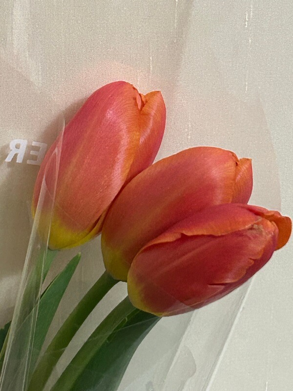 Hình ảnh hoa tulip vintage 3