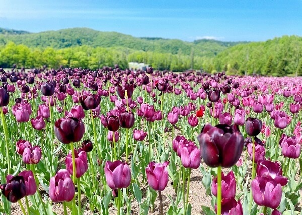 Hình ảnh cánh đồng hoa tulip đẹp nhất 4