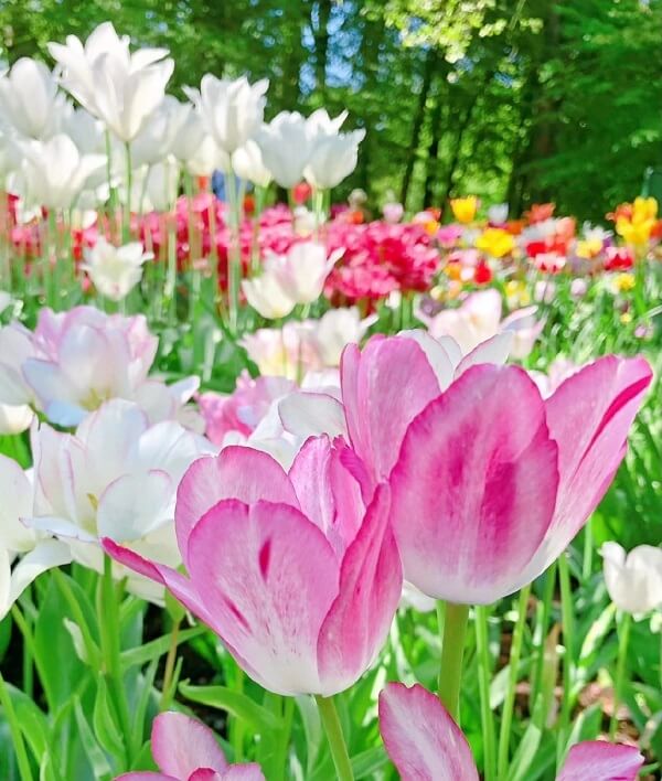 Hình ảnh hoa tulip đẹp nhất 6