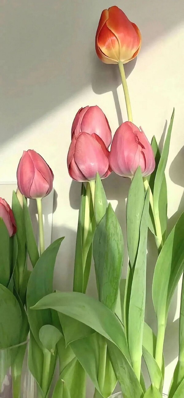 hình nền điện thoại hoa tulip 12