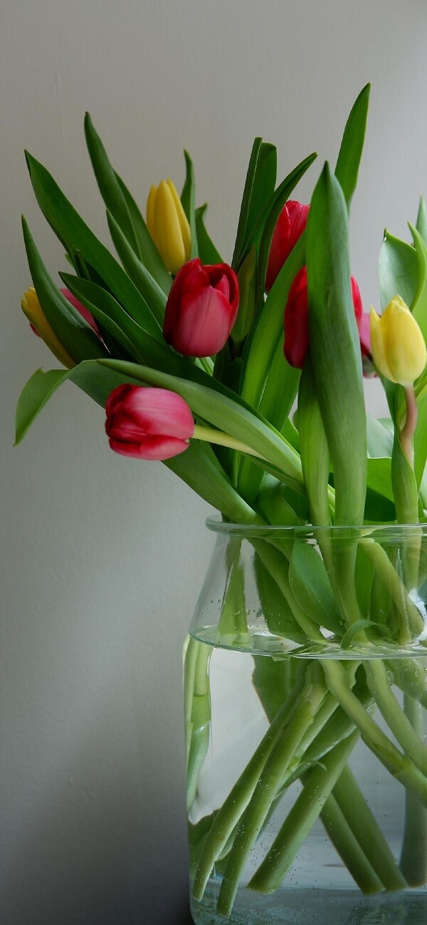  hình nền hoa tulip cho điện thoại 1