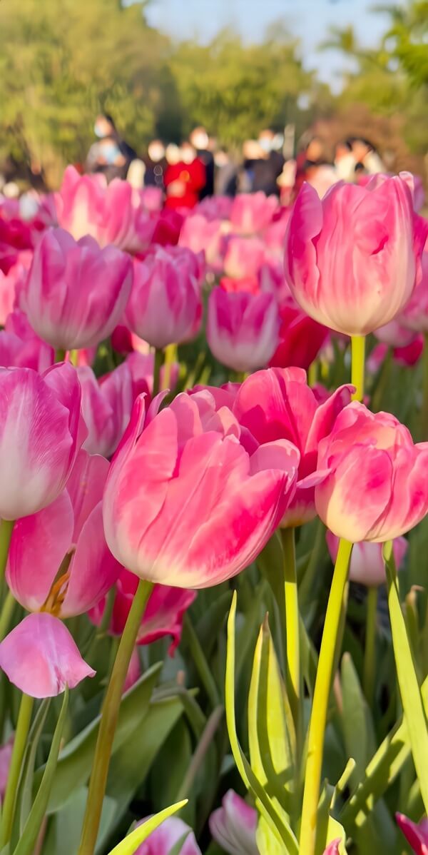 hình nền điện thoại hoa tulip 9