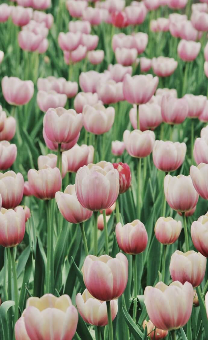 Hình nền hoa tulip full HD 2