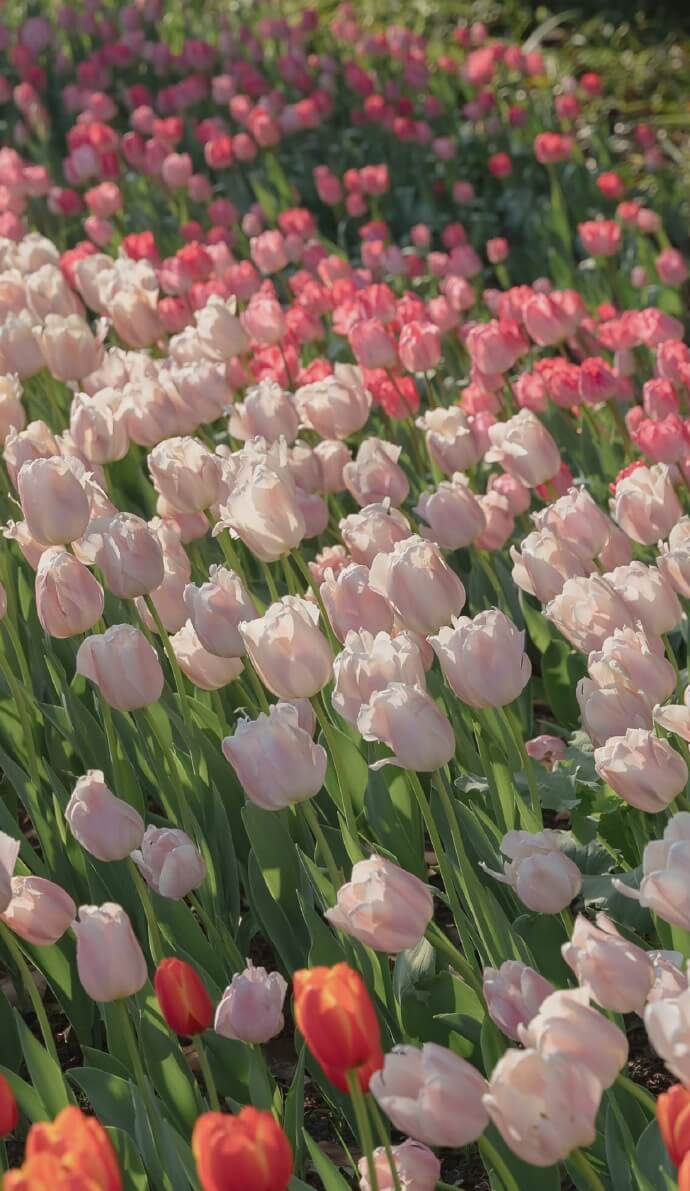 Hình nền hoa tulip full HD 10