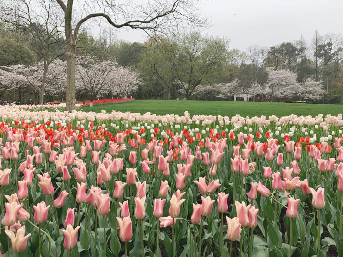 Hình nền hoa tulip 12