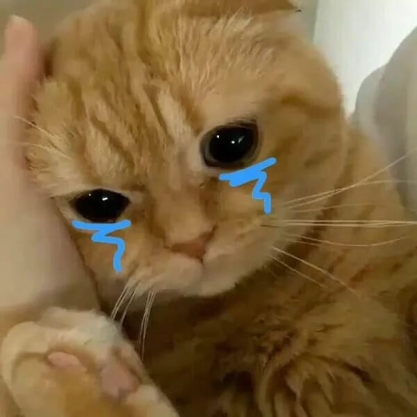 Sad cat meme 9