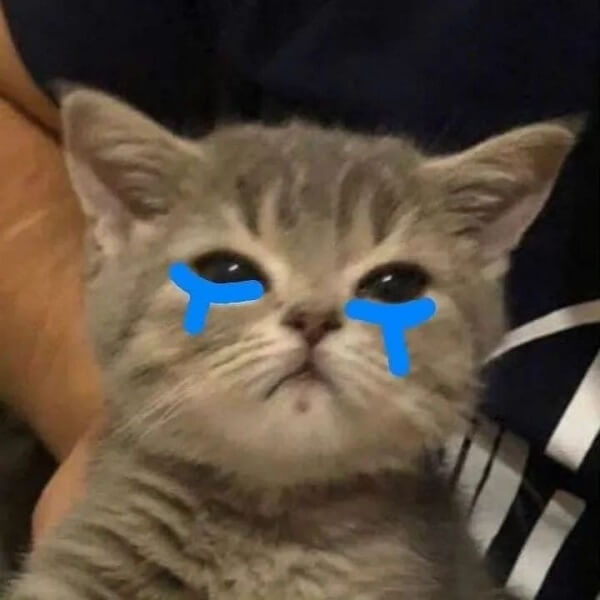 Sad cat meme 3