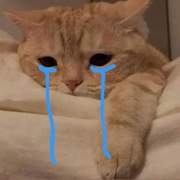 Sad cat meme 6