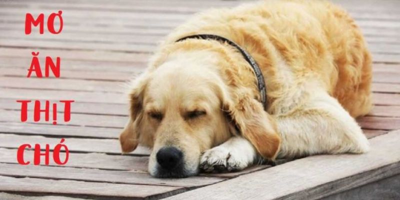 Giải mã giấc mơ ăn thịt chó đánh con gì chuẩn nhất? 