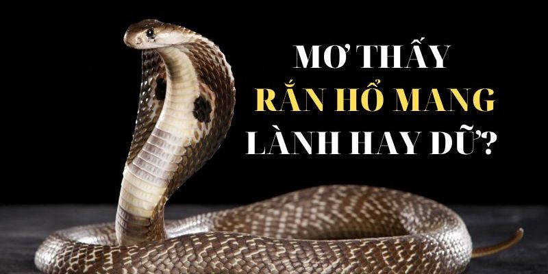 Nên đánh con gì khi mơ bị cắn bởi rắn hổ mang
