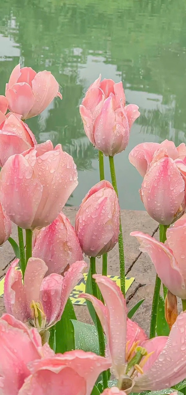 hình nền hoa tulip đẹp nhất 15