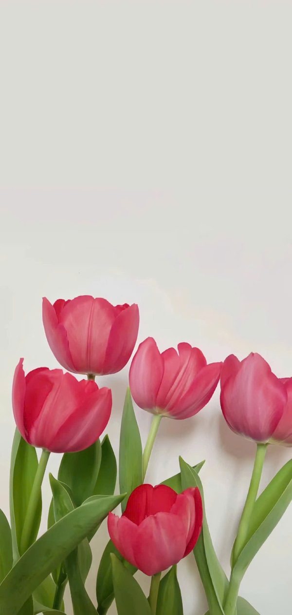 hình nền hoa tulip đẹp nhất 27