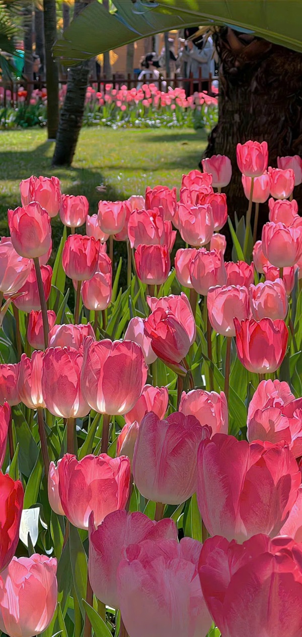 hình nền hoa tulip đẹp nhất 30