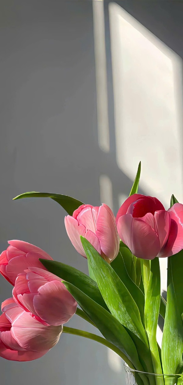 hình nền hoa tulip đẹp nhất 20