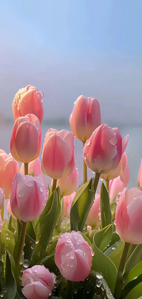 hình nền hoa tulip đẹp nhất 23