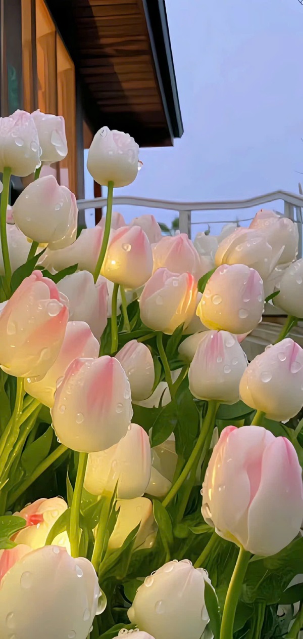 hình nền hoa tulip đẹp nhất 25