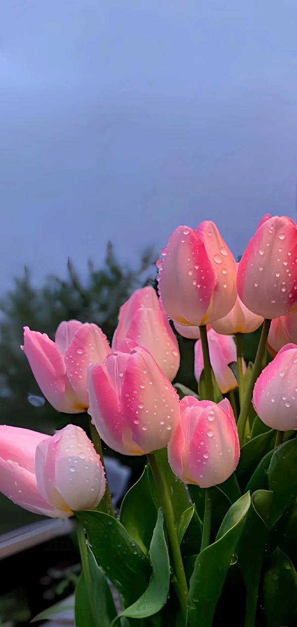 hình nền hoa tulip đẹp nhất 26