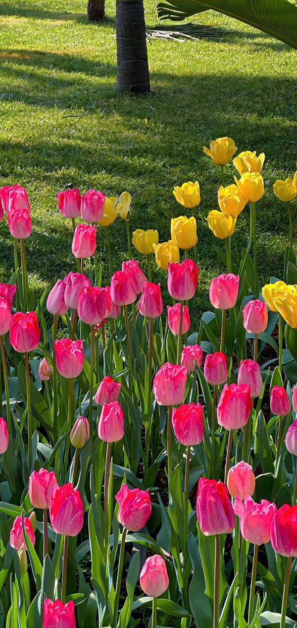 hình nền hoa tulip cho điện thoại nét nhất 1