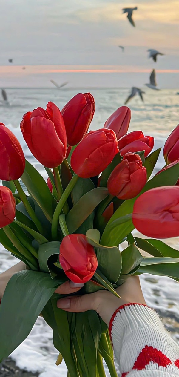 hình nền hoa tulip cho điện thoại nét nhất 12