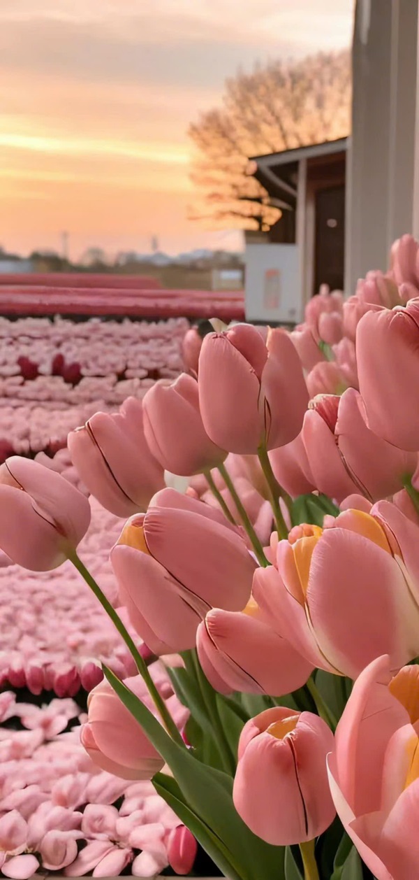 hình nền hoa tulip cho điện thoại nét nhất 13