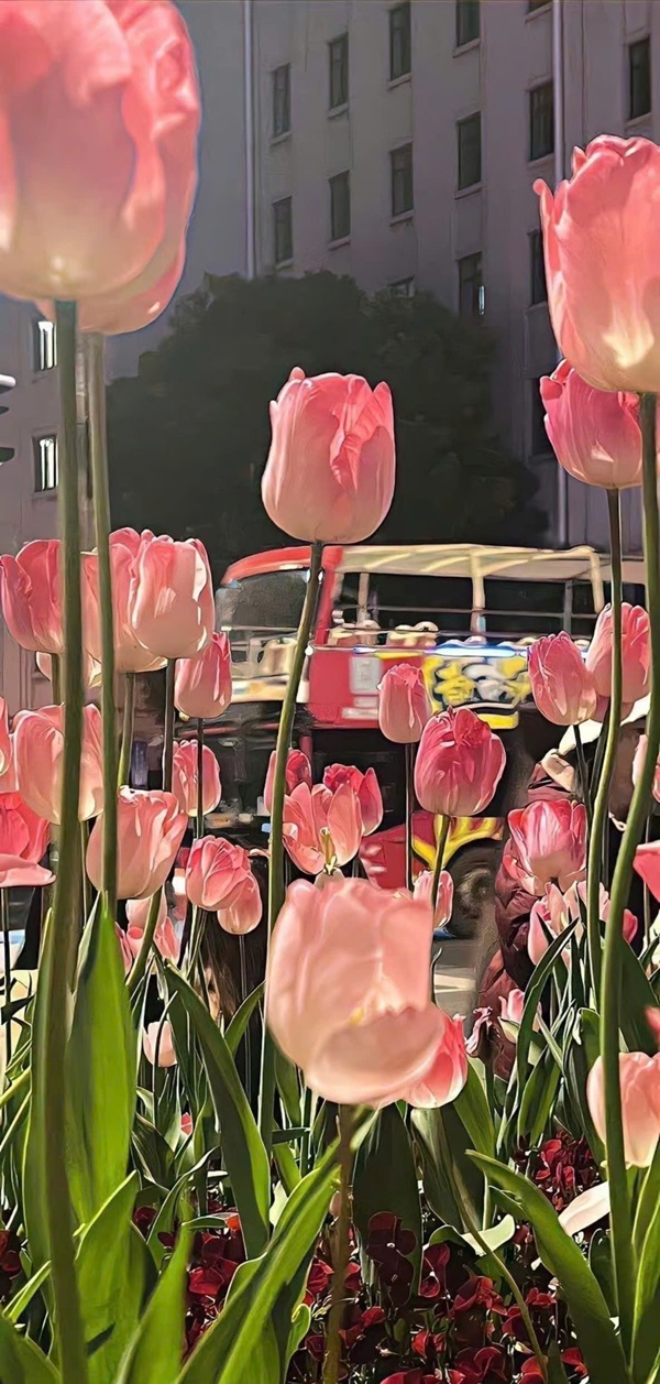 hình nền hoa tulip cho điện thoại nét nhất 3