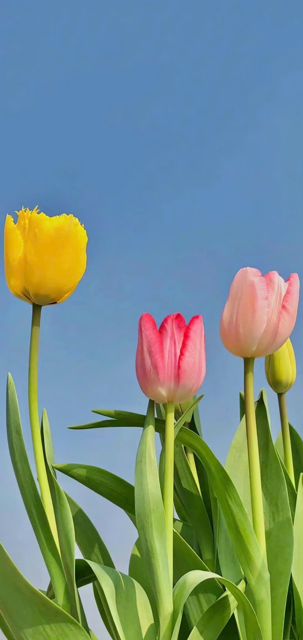 hình nền hoa tulip cho điện thoại nét nhất 8