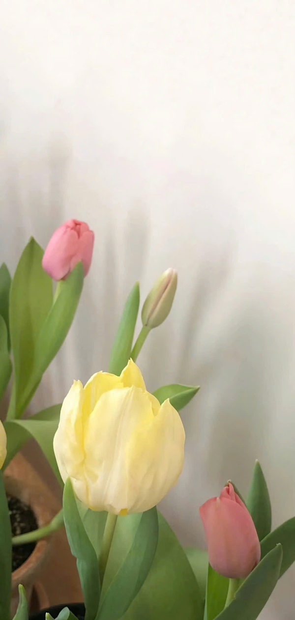 hình nền hoa tulip cho điện thoại nét nhất 9