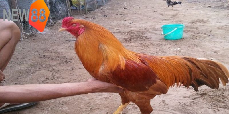 Những chú gà mang mệnh Hỏa thường có bộ lông đỏ cam