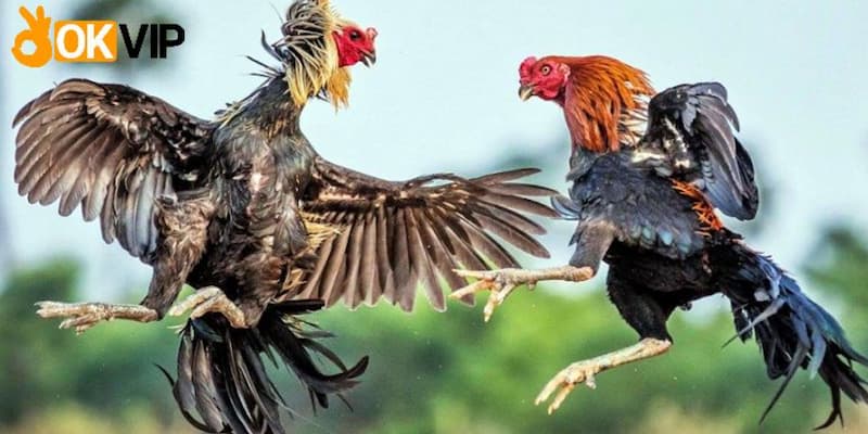 Màu mạng gà đá mệnh Hỏa thường mang gam màu sắc đỏ và cam