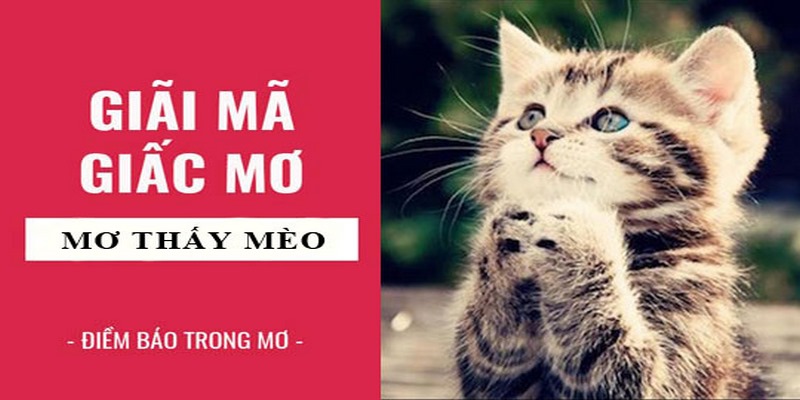 Giấc mơ về mèo thường xuyên xuất hiện trong cuộc sống