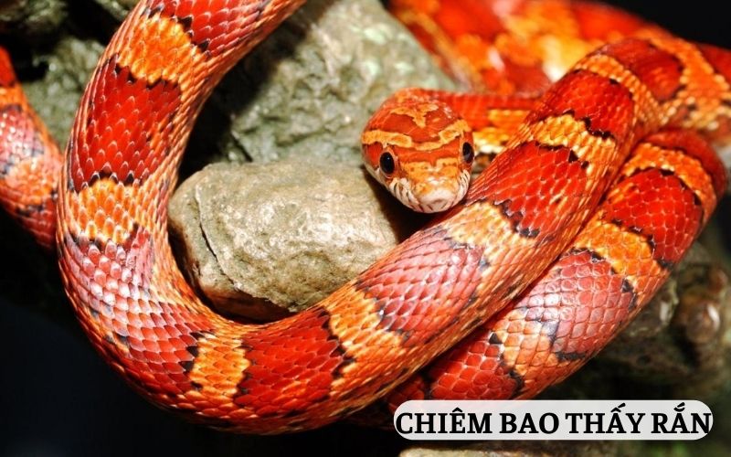 Chiêm bao mơ thấy rắn đánh con lô đề gì?