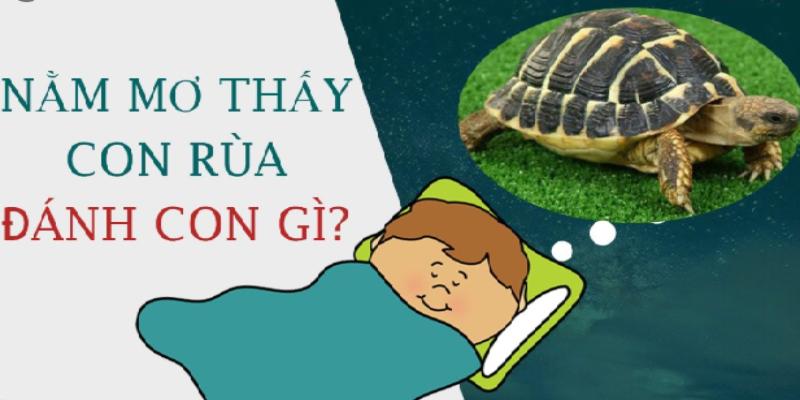 Điềm báo về rùa đánh con gì may mắn?