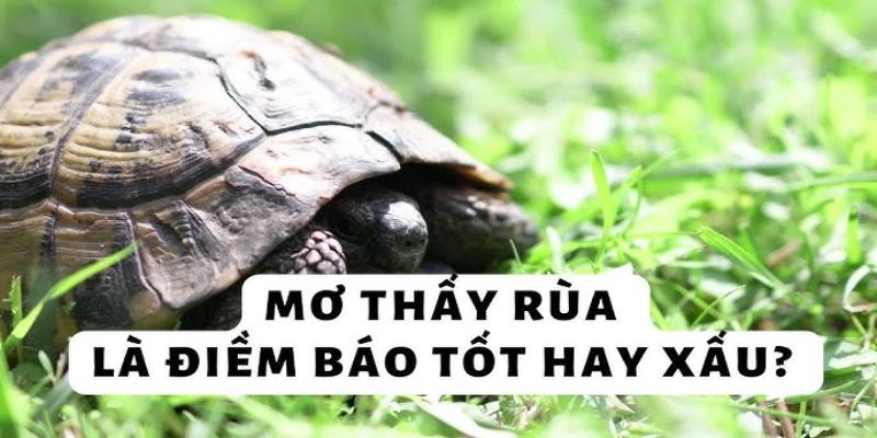 Điềm báo về rùa là tốt hay xấu?