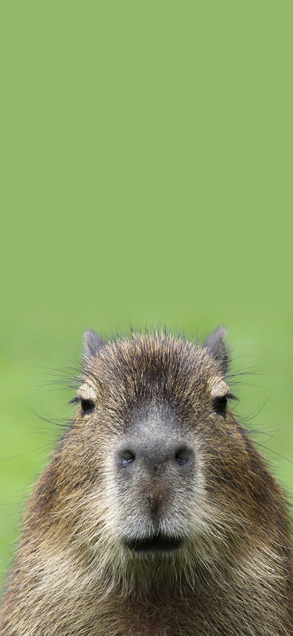 Hình nền Capybara đang được săn đón nhiều nhất 4