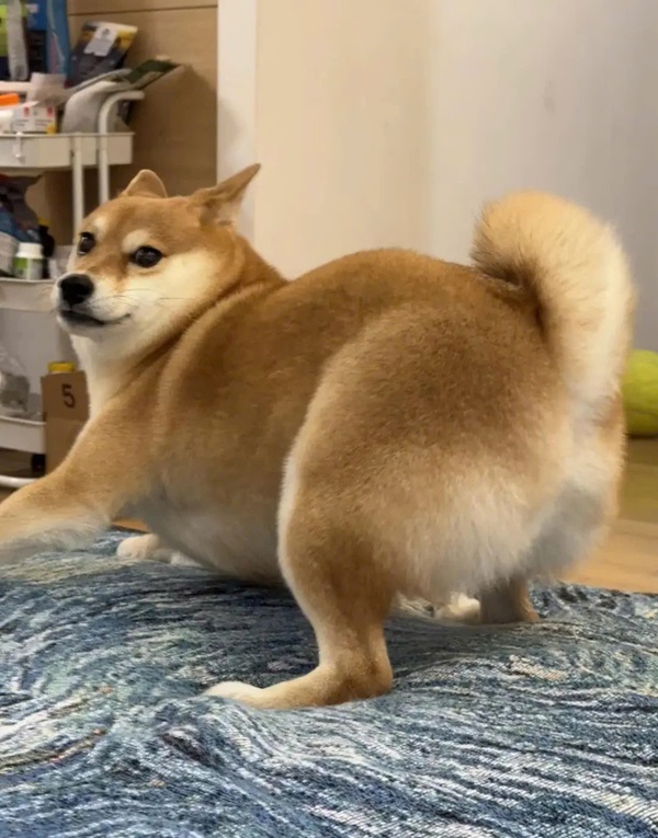 Meme chó shiba 4