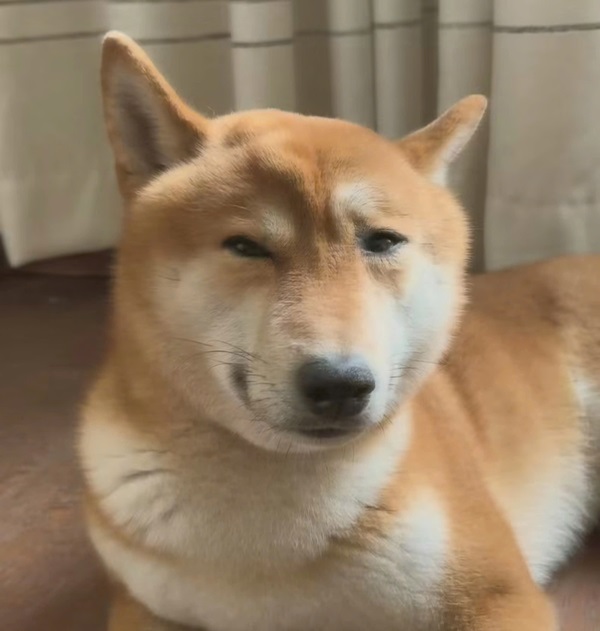 Meme chó shiba 9