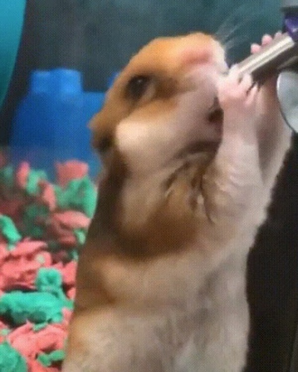 Meme hamster 1