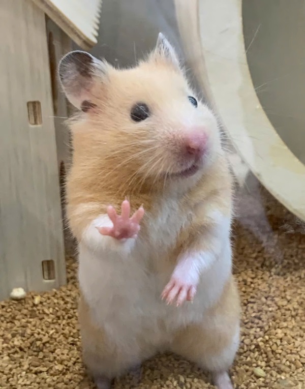 Meme hamster 11