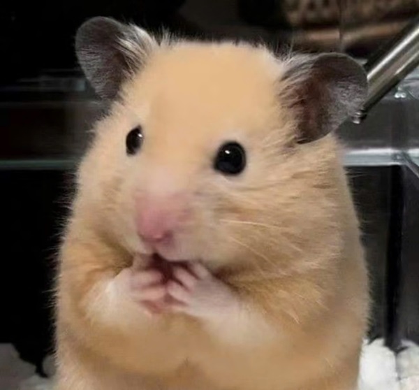 Meme hamster 13