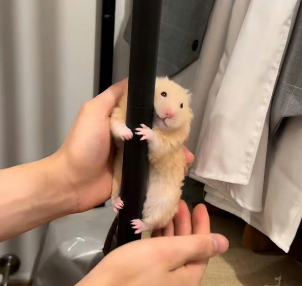 Meme hamster 15