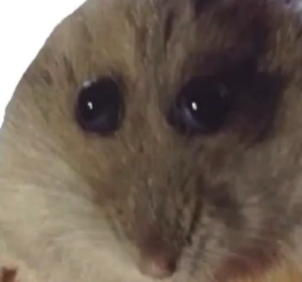 Meme hamster 17