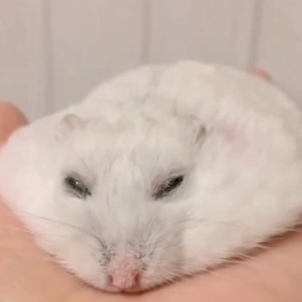 Meme hamster 18