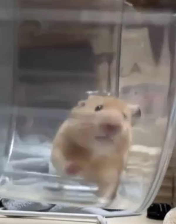 Meme hamster 19