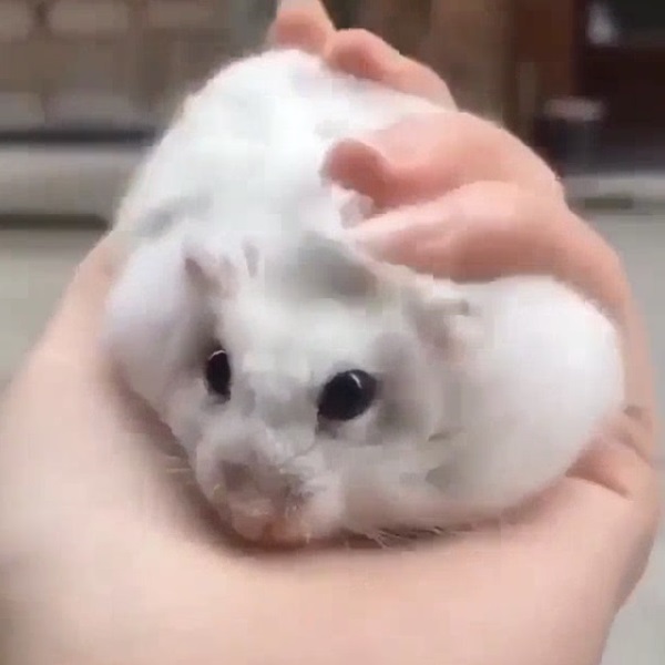 Meme hamster 20