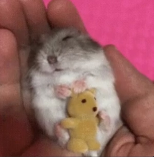 Meme hamster 24