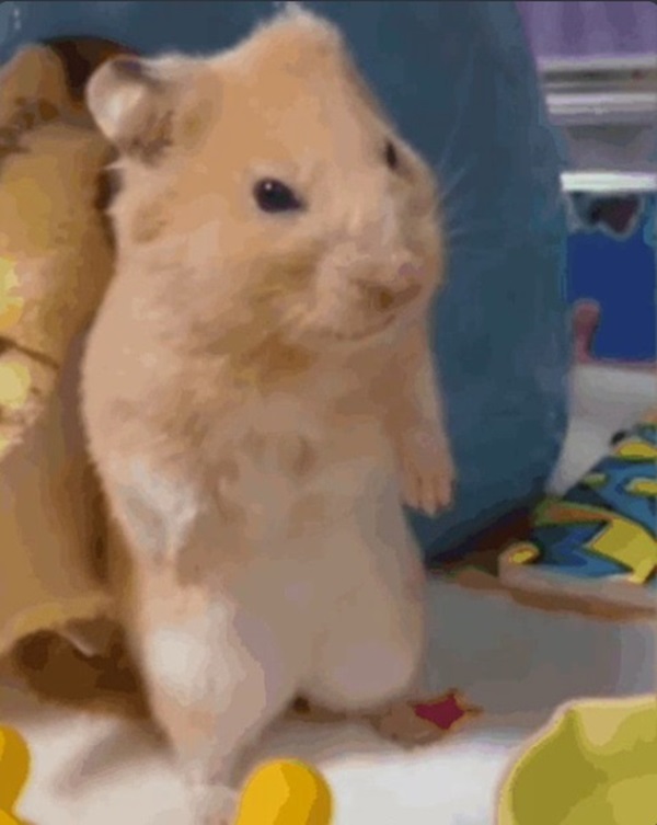 Meme hamster 26