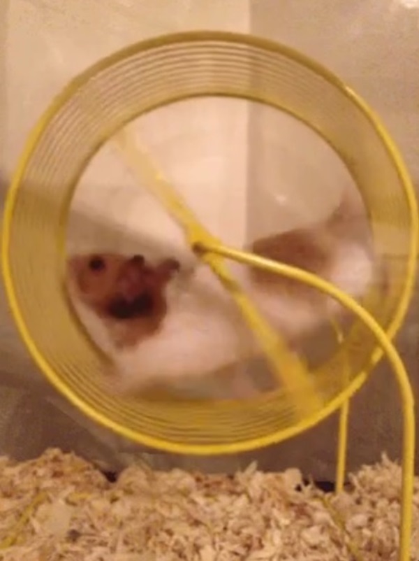 Meme hamster 27