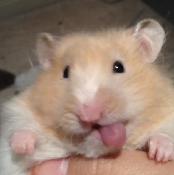 Meme hamster 28