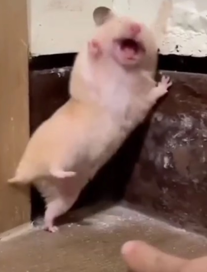 Meme hamster 3