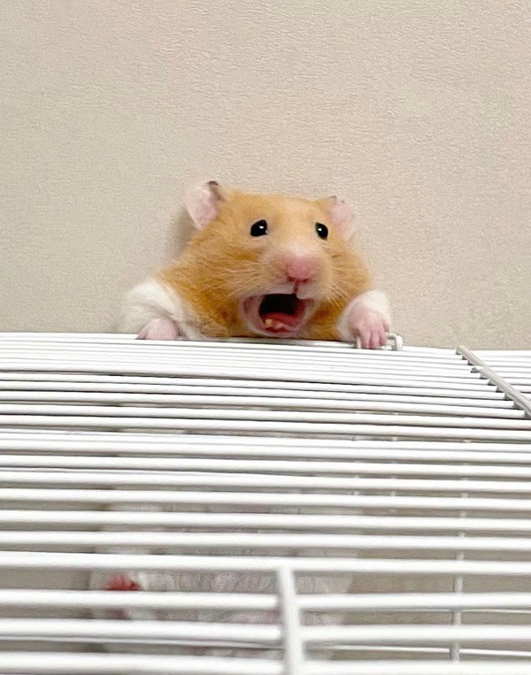 Meme hamster 4